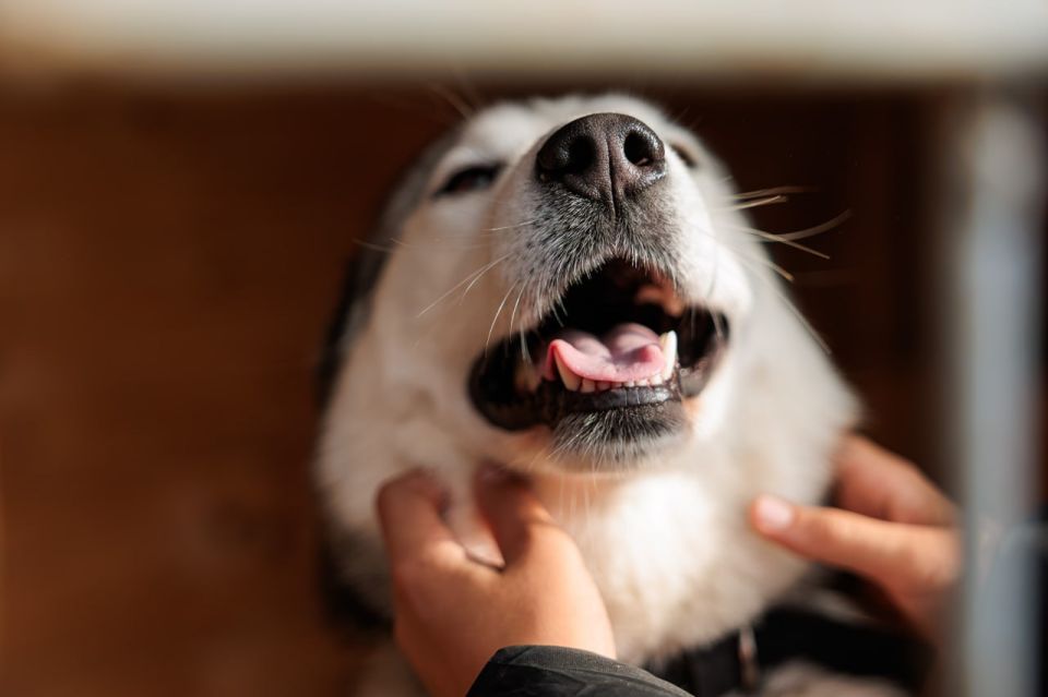 � ����������� ��� ���-����� ����������� ����������� ������ ����� 700 ��������� �� ���������� ��������