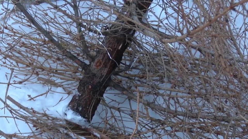 В Реутове пройдт областная акция по сбору живых лок