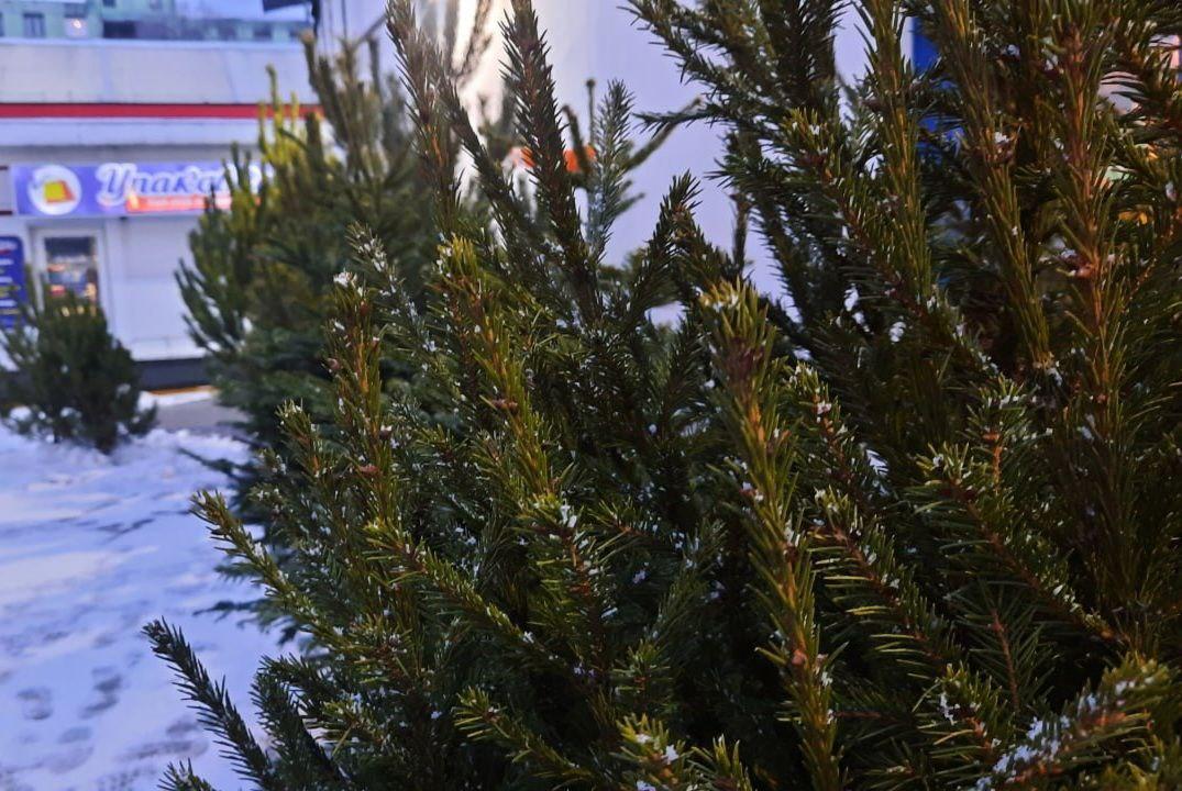 В Раменском проходит акция «Сдай ёлку на переработку!»