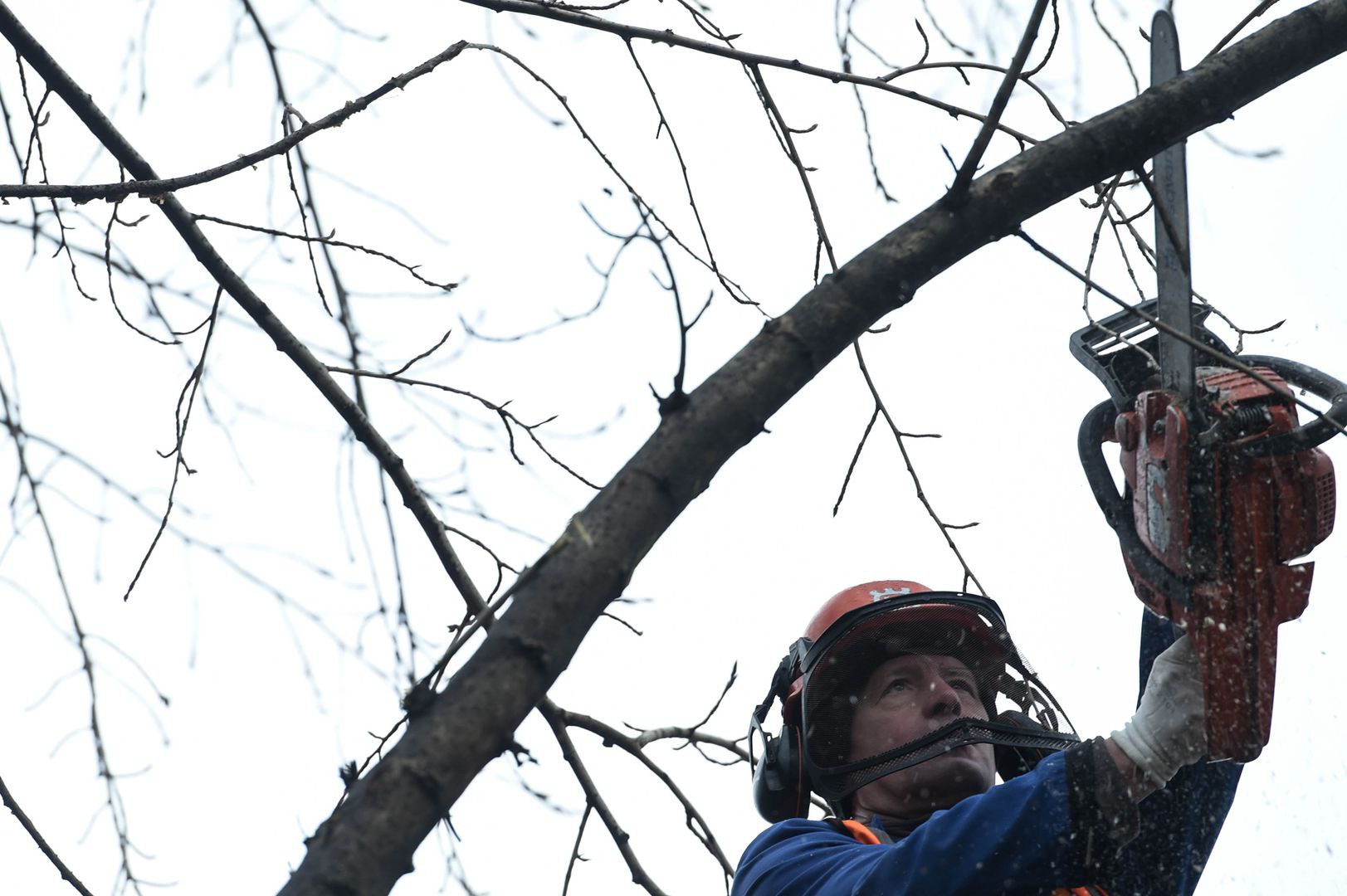 Правила зимней обрезки деревьев