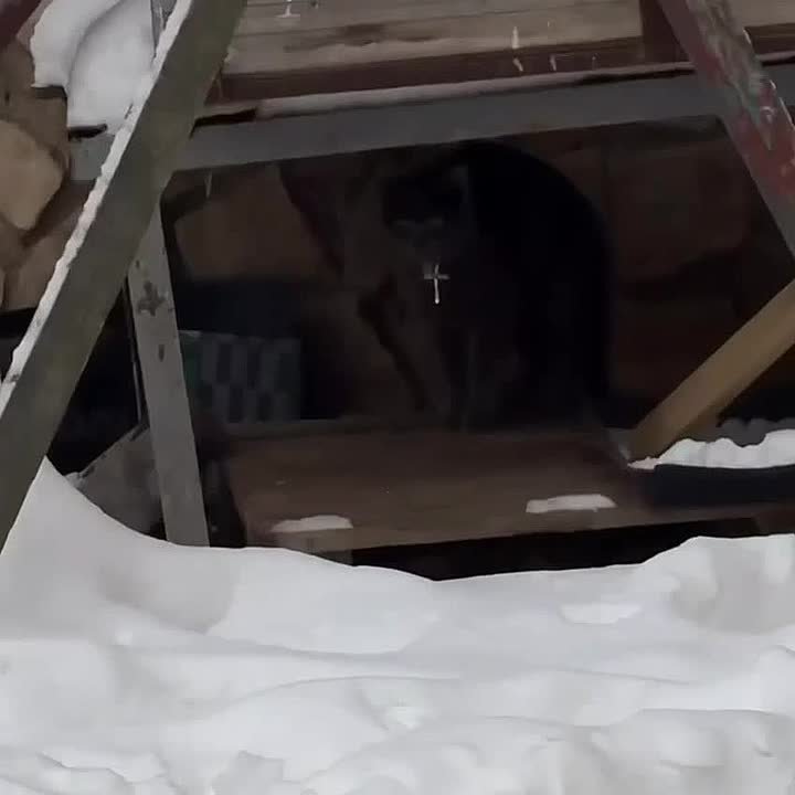 Кота Доминика Торетто нашли в Балашихе