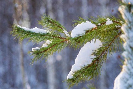 ������ ����, �����������!. �������, 16 ������, �������