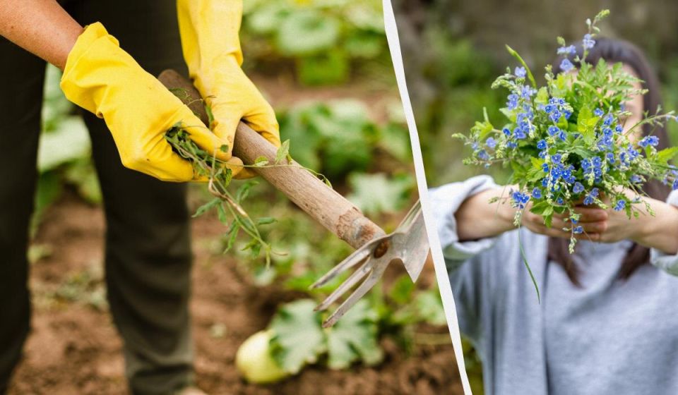 ��� �������� ��� � ���������� �� ��������: �������� ��� ���� ������� �������������� ��������