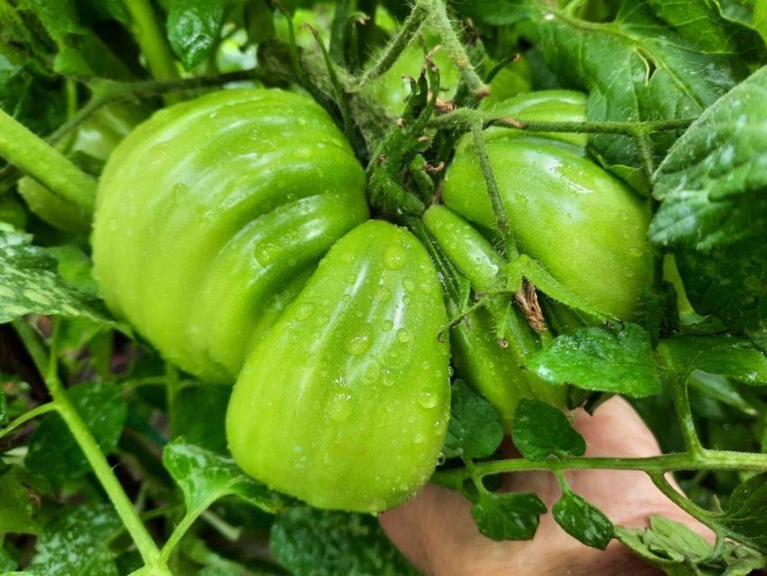 ����� �������� �����: ������� �� ������ � ���������� ������