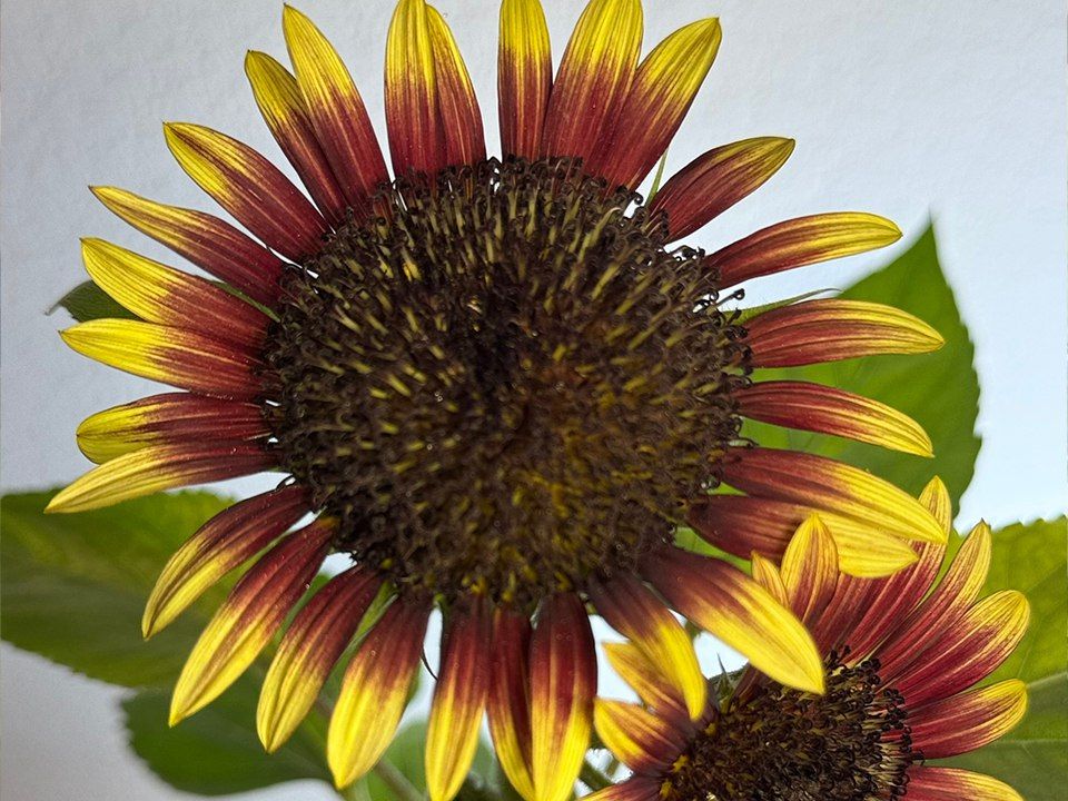 ��������� ���������: ��������� ����������� ������� �� ������� �������� ��������