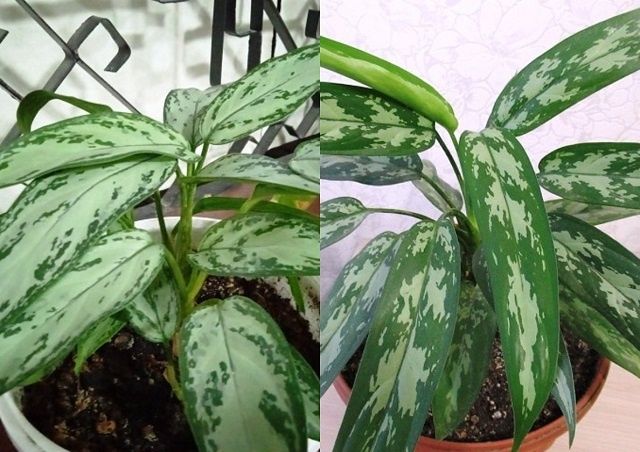 ��� �������� �������� ���������: ������� ��������� ����� �� ���������