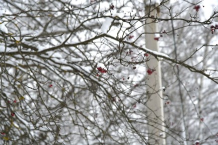 ���� ������� �������� ��������