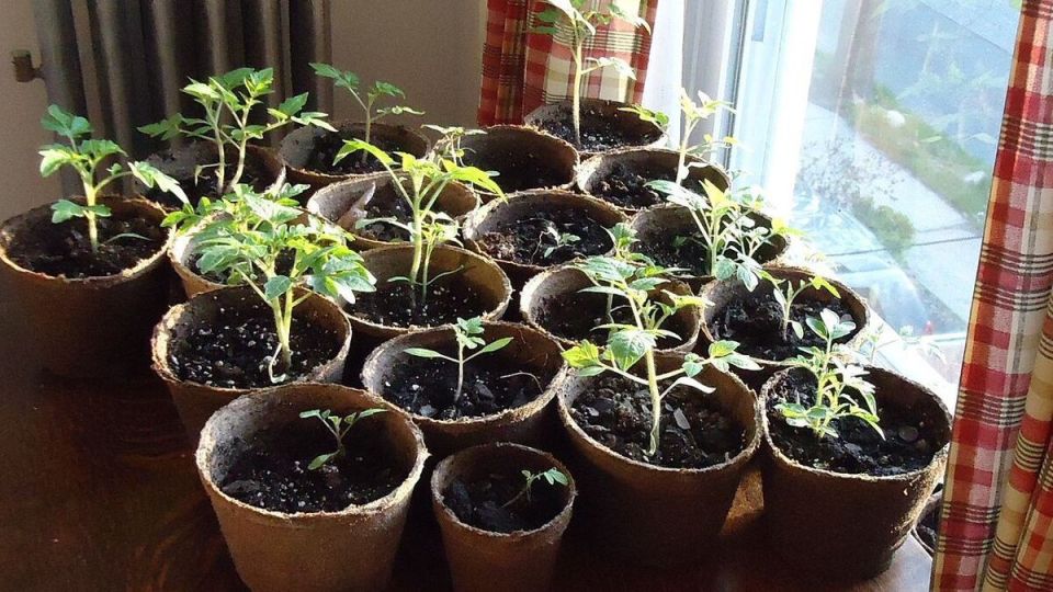 ���� �� �������� ������� ����� ���������