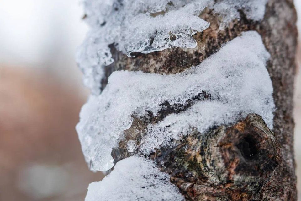 ������ ����, �����������!. �������, 22 ������, �������