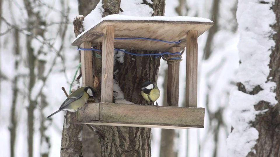 � ����������� �������� ��������� ������������� ����� �������� �����