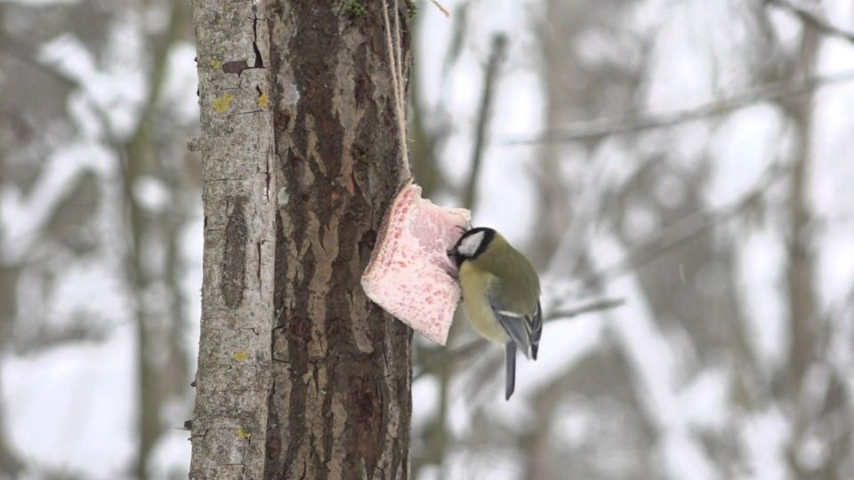 � ����������� �������� ��������� ������������� ����� �������� �����