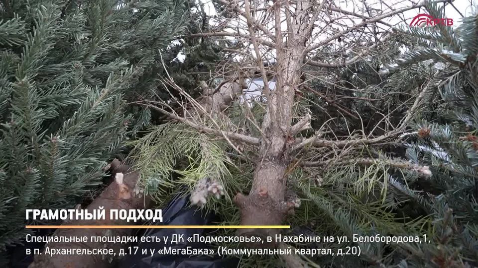 В Красногорске организованы специальные пункты приёма ёлок
