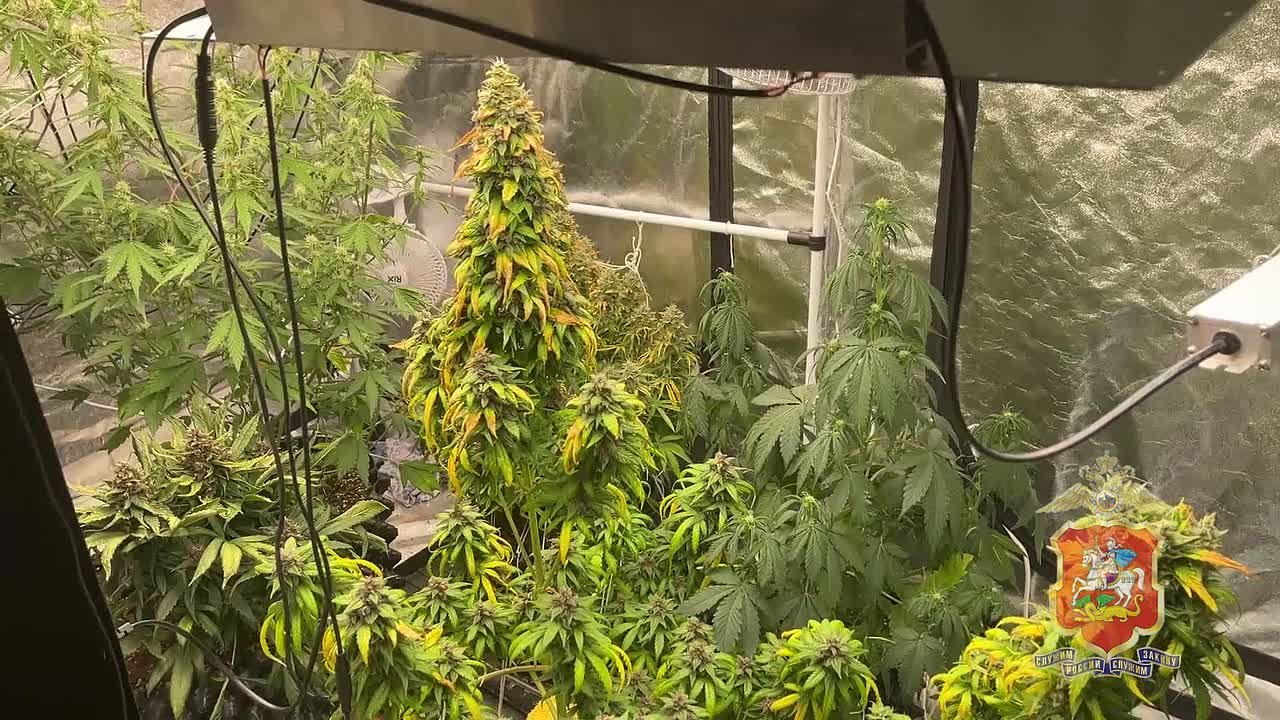 В Дмитрове полицейские задержали мужчину, который выращивал в своём доме коноплю