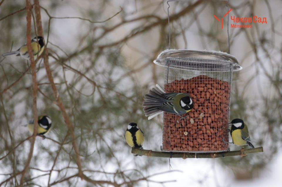 ������ ��������: ����� � ��������