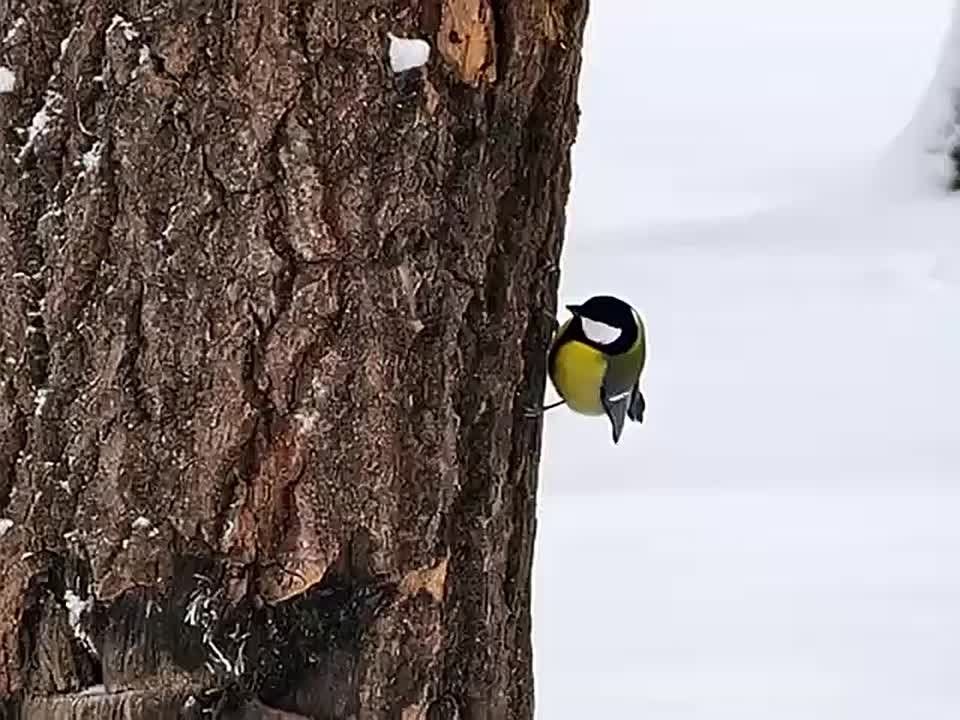 ������ ����, ��������!. ������� ������� � ����� ��� ������, �������������� � �������� � ����� �����