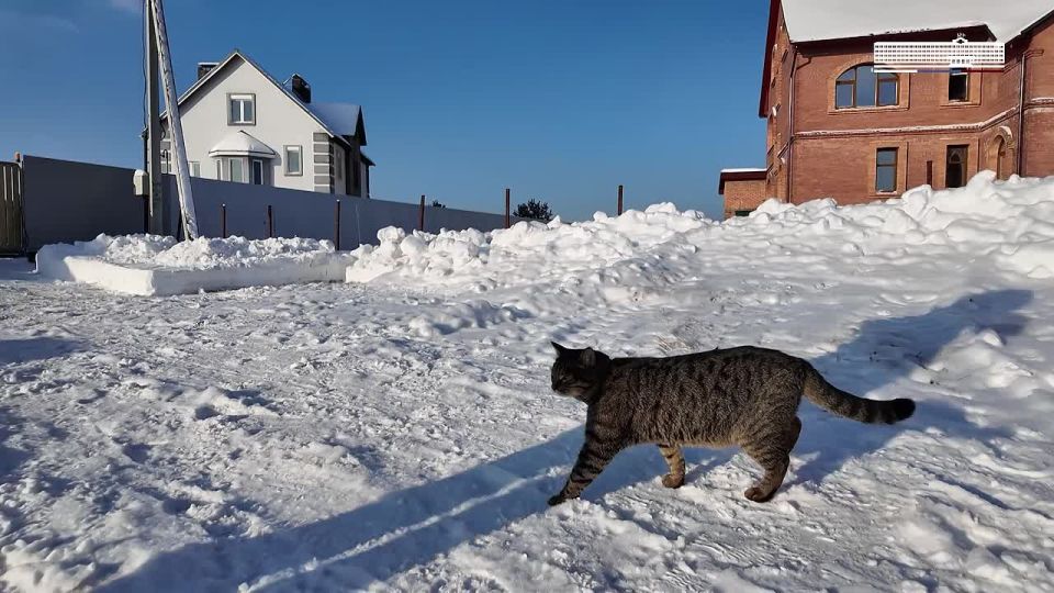 ������ ������: ���������� � �������� ������� ������� � �������� ���������� ������� ������� ������