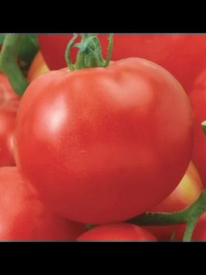 ������ ����� ������� ������ �������� ������ �������?