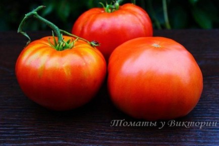 ������ �������� �� ����� ������: ��� ��������� �������� ������ �������� �������