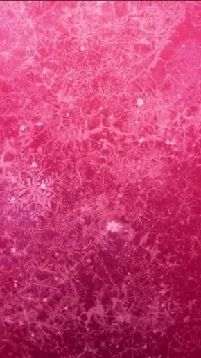 ������� ��������: #�����������. �������� ������