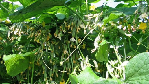 ������ ���� ��������� � �������� ���� � ������ ������ �� �����