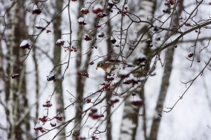 ��������� ������ �������