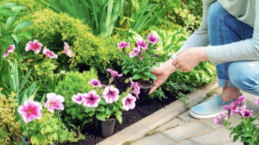 Как вырастить петунии из семян: спокойное руководство по свету, поливу и пикировке