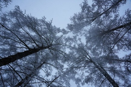 ��� �������������. � 30 ������ �� 3 ������� ��������� ��������� �������� ������ �� �������������� ������������ ������� �� 7-12�C ���� ������������� �����