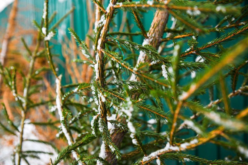 ����� ����� ���� �� ����������� ���������� 8 �������