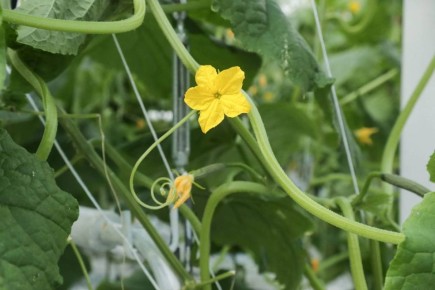 Сроки и правила подготовки к огуречному сезону