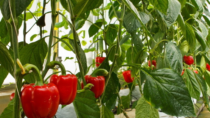 Идеальная схема посадки сладкого перца: почему 60х60 см — лучший выбор