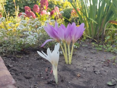 Сентябрьский сад: от безвременных цветов до бархатцев