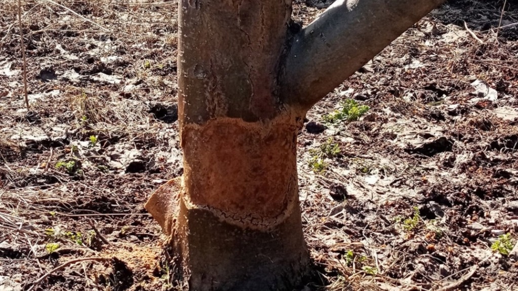 Как защитить яблони от мороза и грызунов: три проверенных способа