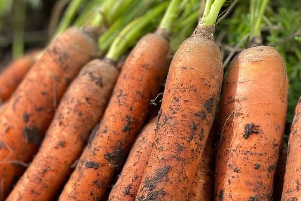 Морковь Ранняя сладкая: секреты успеха и ухода