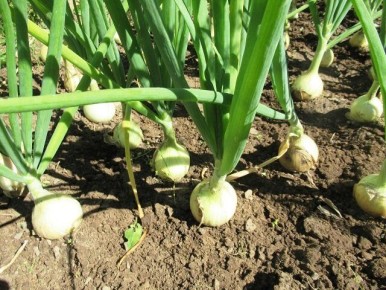 ��� ��������� ���������� ��� ���������: ������� ��������� ������