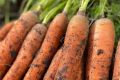 Морковь Ранняя сладкая: секреты успеха и ухода