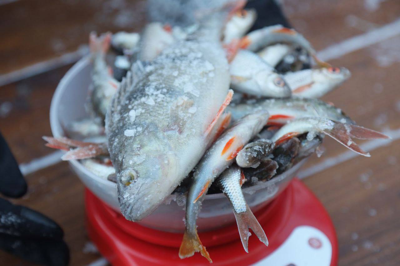 В Сергиевом Посаде прошел фестиваль зимней рыбалки «Мормышка» В Сергиевом Посаде прошел фестиваль зимней рыбалки «Мормышка»