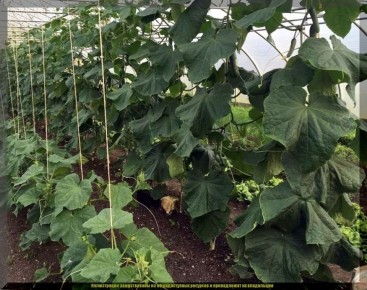 Трудности в уходе за огурцами: как избежать потери урожая