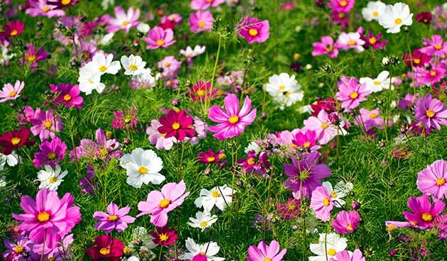 16 лучших сортов цветов для весеннего посева в открытый грунт