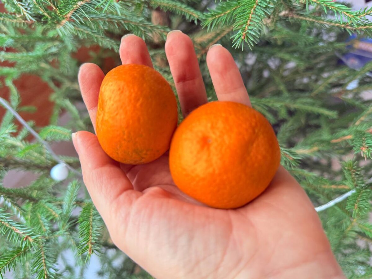 Как использовать мандариновую кожуру для здоровья растений