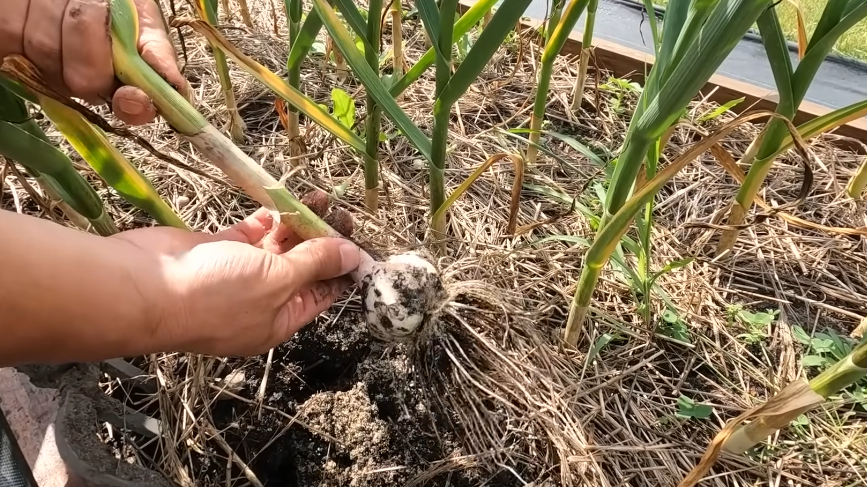 Как секреты соседа помогли избавиться от мелкого чеснока