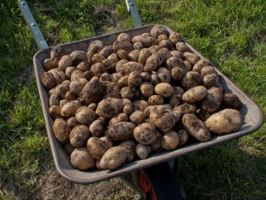 Ваш погреб будет забит до потолка: как правильно сажать картофель