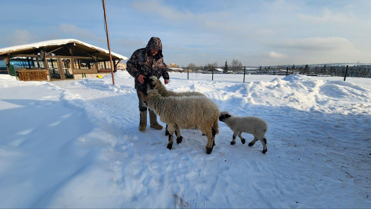 На ферме альпак под Дмитровом выбрали имя для новорождённого ягнёнка На ферме альпак под Дмитровом выбрали имя для новорождённого ягнёнка