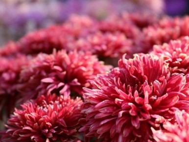 Почему хризантемы гибнут: основные ошибки садоводов