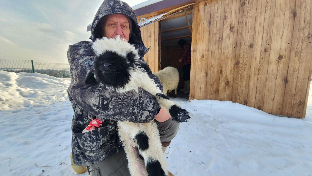 На ферме альпак под Дмитровом выбрали имя для новорождённого ягнёнка На ферме альпак под Дмитровом выбрали имя для новорождённого ягнёнка