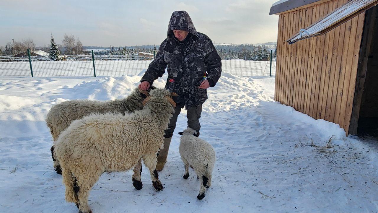На ферме альпак под Дмитровом выбрали имя для новорождённого ягнёнка На ферме альпак под Дмитровом выбрали имя для новорождённого ягнёнка