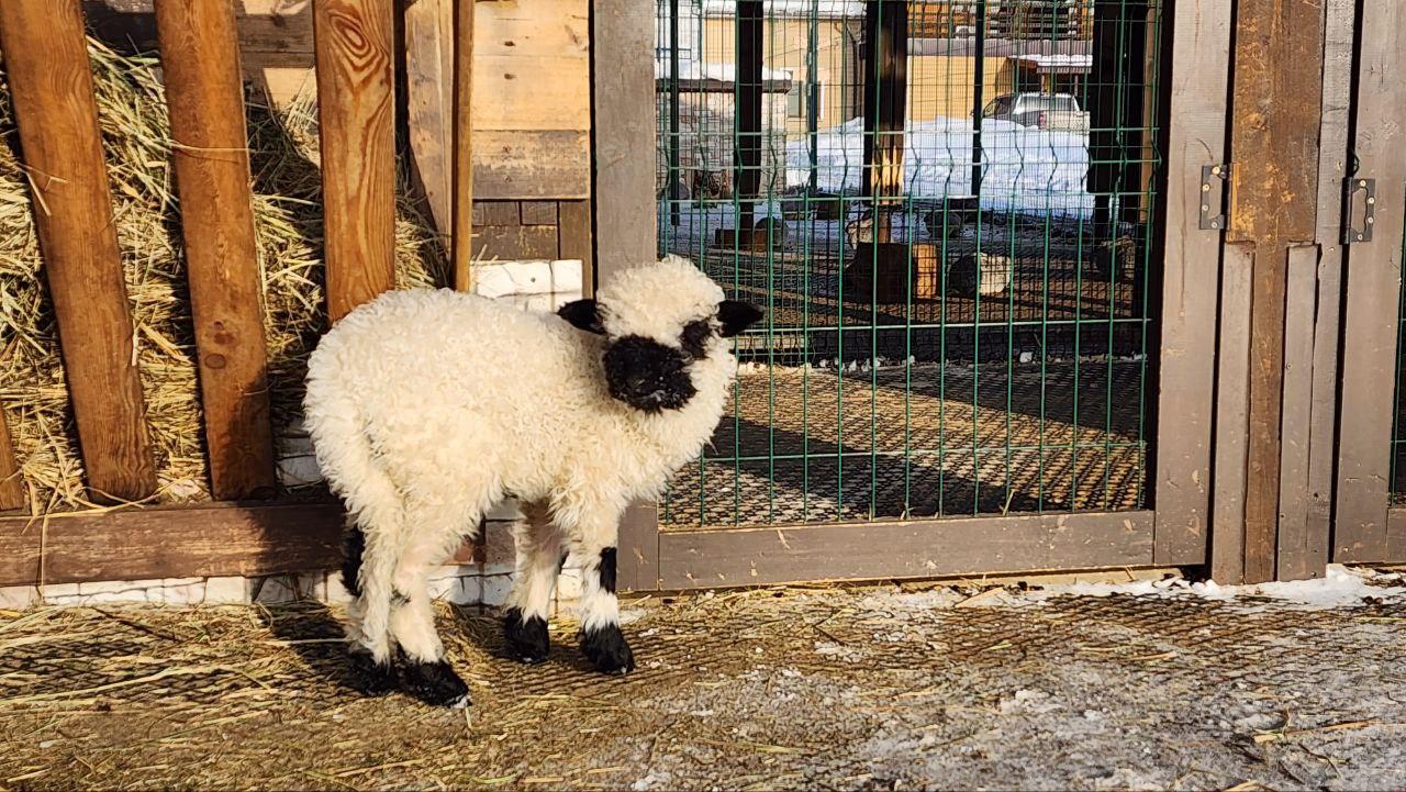 На ферме альпак под Дмитровом выбрали имя для новорождённого ягнёнка