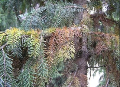 Как защитить хвойные от трахеомикозного увядания: советы и методы