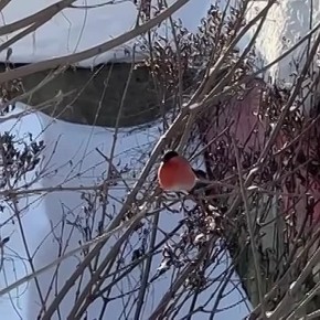 ��������� ���������� ������� �������� � ����������� �����