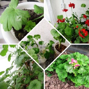 ��� ����� ��� ���������� �������� ����������: ���� ��� �����?