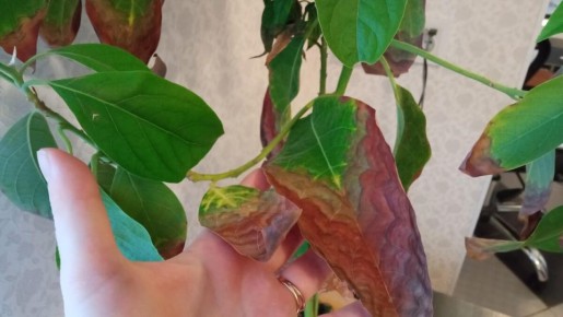 Как избежать неловких моментов перед неожиданными гостями